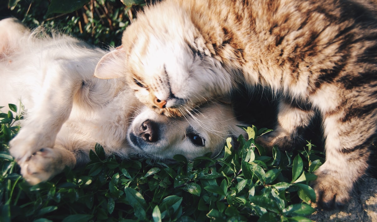 Atendimento veterinário domiciliar carinhoso para cães e gatos