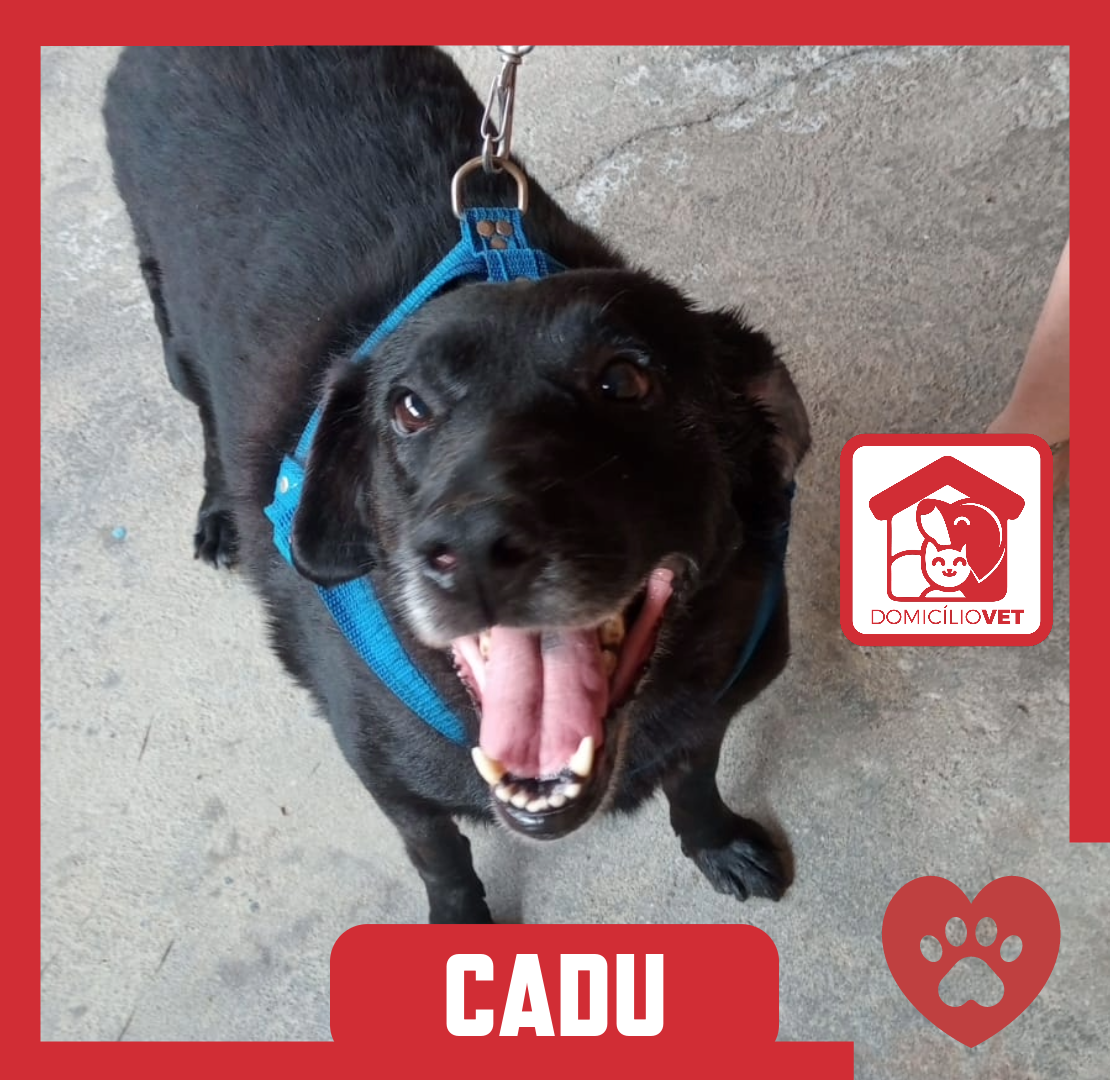 Cadu — Paciente Domicílio Vet