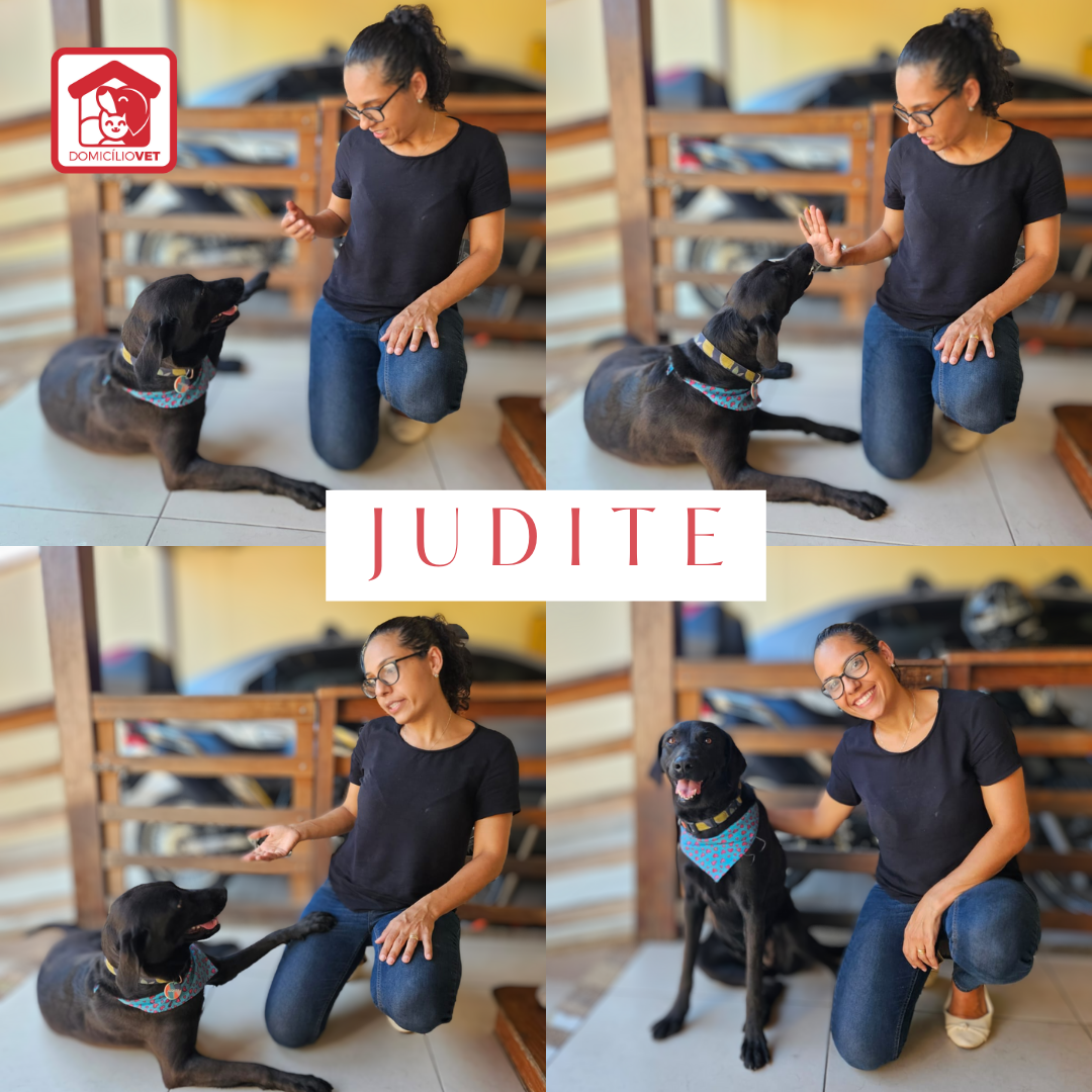 Judite — Paciente Domicílio Vet