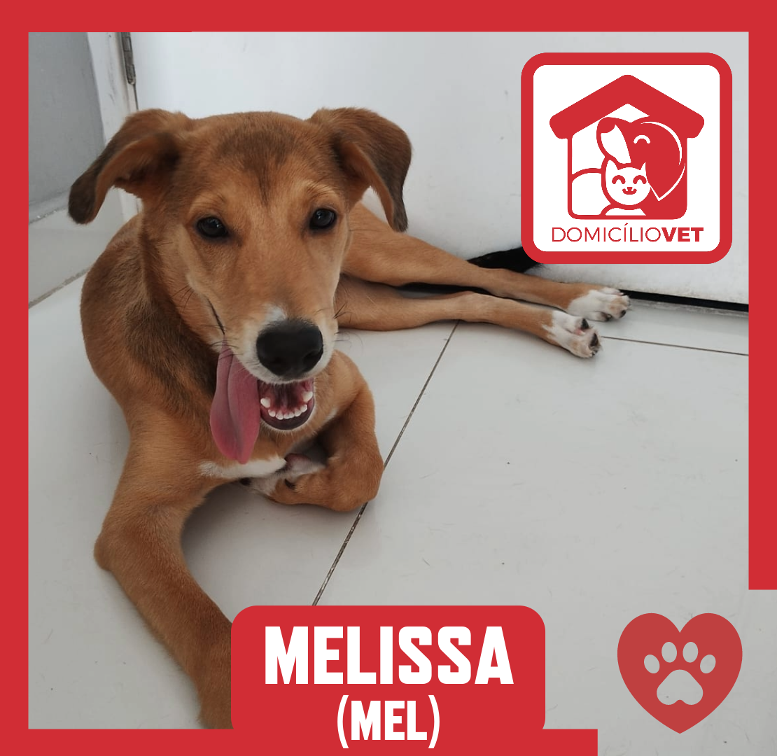 Melissa — Paciente Domicílio Vet