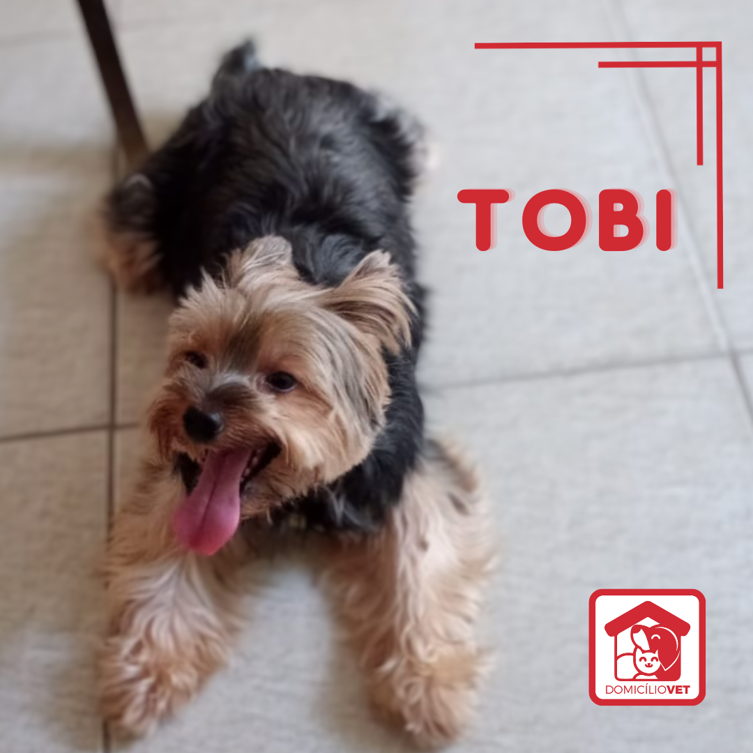 Tobi — Paciente Domicílio Vet